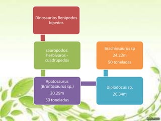 Dinosaurios Rerápodos
       bípedos




    saurópodos:         Brachiosaurus sp
     herbívoros -           24.22m
    cuadrúpedos          50 toneladas



     Apatosaurus
  (Brontosaurus sp.)     Diplodocus sp.
       20.29m               26.34m
     30 toneladas
 
