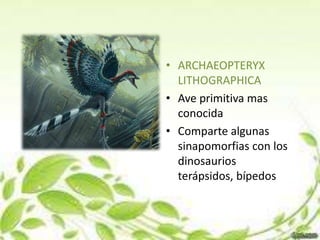 • ARCHAEOPTERYX
  LITHOGRAPHICA
• Ave primitiva mas
  conocida
• Comparte algunas
  sinapomorfias con los
  dinosaurios
  terápsidos, bípedos
 