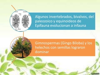 Algunos invertebrados, bivalvos, del
paleozoico y equinoideos de
Epifauna evolucionan a infauna



Gimnospermas (Gingo Biloba) y los
helechos con semillas lograron
dominar
 