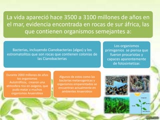 La vida apareció hace 3500 a 3100 millones de años en
el mar, evidencia encontrada en rocas de sur áfrica, las
       que contienen organismos semejantes a:

                                                                     Los organismos
    Bacterias, incluyendo Cianobacterias (algas) y los         primigenios se piensa que
estromatolitos que son rocas que contienen colonias de            fueron procariotas y
                    las Cianobacterias                          capaces aparentemente
                                                                    de fotosintetizar.

Durante 2000 millones de años
                                   Algunos de estos como las
       los organismos
                                  bacterias metanogenicas y
  Autotróficos, crearon una
                                 organismos emparentados se
atmosfera rica en oxigeno, que
                                  encuentran actualmente en
    pudo matar a muchos
                                     ambientes Anaerobios
   organismos Anaerobios
 