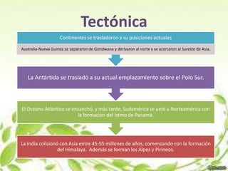 Tectónica
                     Continentes se trasladaron a su posiciones actuales

Australia-Nueva Guinea se separaron de Gondwana y derivaron al norte y se acercaron al Sureste de Asia.




   La Antártida se trasladó a su actual emplazamiento sobre el Polo Sur.



El Océano Atlántico se ensanchó, y más tarde, Sudamérica se unió a Norteamérica con
                         la formación del Istmo de Panamá.




La India colisionó con Asia entre 45-55 millones de años, comenzando con la formación
                  del Himalaya. Además se forman los Alpes y Pirineos.
 