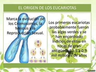 EL ORIGEN DE LOS EUCARIOTAS

Marca la evolución de
 los Cromosomas, la     Los primeros eucariotas
     Meiosis y la        probablemente fueron
Reproducción Sexual.      las algas verdes y se
                            han encontrado
                          indicios de estas en
                              rocas de gran
                          antigüedad 1.5 a 0.9
                          mil millones de años
 