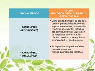 SUCESO
EPOCA O PERIODO     GEOLÓGICO, CLIMA, DESARROLLO
                         VEGETAL Y ANIMAL
                   • Clima cálido, húmedo; se deposita
                     carbón; principal desarrollo de la
 • CARBONIFERO       vegetación terrestre, aparecen las
• (PENSILVANICO)     coníferas, abundantes helechos
                     con semilla, briofitas, vegetación
                     de licopodios dominante, las
                     plantas parecidas a los equisetos
                     alcanzan la diversidad máxima.

                   • Se depositan las piedras Calizas
                     marinas, evolución
• CARBONÍFERO        marina, aparecen los helechos
• (MISSISSÍPICO)
 