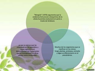 “Margulis” (1970) argumenta que la
                      evidencia Estructural y bioquímica de la
                       célula Eucariota evolucionó en parte a
                                 través de Simbiosis




   ya que se piensa que las
 mitocondrias, los plastidios y                    Muchos de los organismos que se
     otros organelos son                                clasifican en los reinos:
descendientes de Procariontes                      fungí, plantae, protozoa, animalia
 que se incorporaron en otras                        y algae se diferenciaron en el
  células como simbiontes.                                    precámbrico.
 