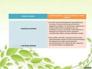 EPOCA O PERIODO        SUCESO GEOLÓGICO, CLIMA, DESARROLLO VEGETAL
                                         Y ANIMAL

                       • La mayor parte de Norteamérica está cubierta por
                         los mares, el clima se enfría hacia el final; las
                         angiospermas llegan a ser dominantes; aparecen los
                         linajes modernos de las angiospermas. Los
• CRETÁCICO SUPERIOR
                         mamíferos y las aves comienzan a diversificarse, se
                         extinguen los dinosaurios al final. Aparecen:
                         commelinidae, lilidae, arecidae, dillenidae, rosidae.

                       • Clima cálido y húmedo; oscilaciones de los mares
                         epicontinentales; aparece la primera documentación
                         de angiospermas, polen monosulcado de
                         aproximadamente 125 millones de años, aparecen
                         las Hamamelidade y las Magnolidae
• CRETÁCICO INFERIOR
 