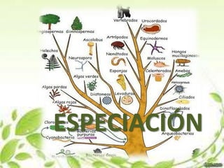 ESPECIACIÓN
 