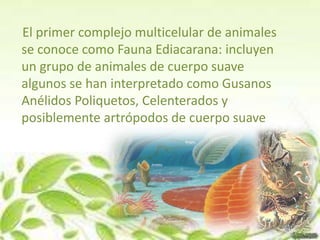 El primer complejo multicelular de animales
se conoce como Fauna Ediacarana: incluyen
un grupo de animales de cuerpo suave
algunos se han interpretado como Gusanos
Anélidos Poliquetos, Celenterados y
posiblemente artrópodos de cuerpo suave
 