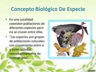 Concepto Biológico De Especie
• En una Localidad
  coexisten poblaciones de
  diferentes especies pero
  no se cruzan entre ellas.
• “Las especies son grupos
  de poblaciones naturales
  con cruzamiento entre si
  y están aisladas
  reproductivamente de
  otros grupos”.
 