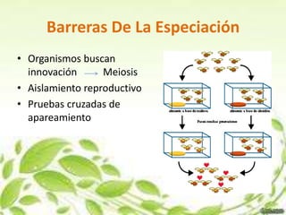 Barreras De La Especiación
• Organismos buscan
  innovación      Meiosis
• Aislamiento reproductivo
• Pruebas cruzadas de
  apareamiento
 