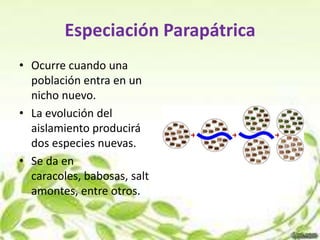 Especiación Parapátrica
• Ocurre cuando una
  población entra en un
  nicho nuevo.
• La evolución del
  aislamiento producirá
  dos especies nuevas.
• Se da en
  caracoles, babosas, salt
  amontes, entre otros.
 