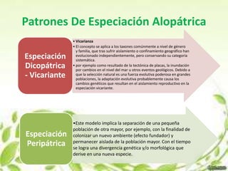 Patrones De Especiación Alopátrica
               • Vicarianza
               • El concepto se aplica a los taxones comúnmente a nivel de género
                 y familia, que tras sufrir aislamiento o confinamiento geográfico han
Especiación      evolucionado independientemente, pero conservando su categoría
                 sistemática.
Dicopátrica    • por ejemplo como resultado de la tectónica de placas, la inundación
                 por cambios en el nivel del mar u otros eventos geológicos. Debido a
- Vicariante     que la selección natural es una fuerza evolutiva poderosa en grandes
                 poblaciones, la adaptación evolutiva probablemente causa los
                 cambios genéticos que resultan en el aislamiento reproductivo en la
                 especiación vicariante.




               •Este modelo implica la separación de una pequeña
               población de otra mayor, por ejemplo, con la finalidad de
Especiación    colonizar un nuevo ambiente (efecto fundador) y
               permanecer aislada de la población mayor. Con el tiempo
Peripátrica    se logra una divergencia genética y/o morfológica que
               derive en una nueva especie.
 