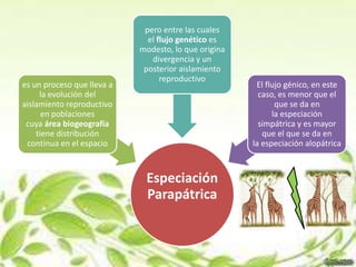pero entre las cuales
                              el flujo genético es
                            modesto, lo que origina
                               divergencia y un
                             posterior aislamiento
                                  reproductivo
es un proceso que lleva a                              El flujo génico, en este
     la evolución del                                   caso, es menor que el
aislamiento reproductivo                                     que se da en
      en poblaciones                                        la especiación
 cuya área biogeografía                                 simpátrica y es mayor
    tiene distribución                                   que el que se da en
 continua en el espacio                               la especiación alopátrica



                             Especiación
                             Parapátrica
 