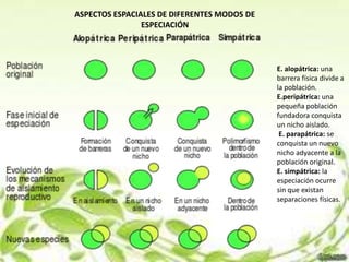 ASPECTOS ESPACIALES DE DIFERENTES MODOS DE
                ESPECIACIÓN



                                             E. alopátrica: una
                                             barrera física divide a
                                             la población.
                                             E.peripátrica: una
                                             pequeña población
                                             fundadora conquista
                                             un nicho aislado.
                                              E. parapátrica: se
                                             conquista un nuevo
                                             nicho adyacente a la
                                             población original.
                                             E. simpátrica: la
                                             especiación ocurre
                                             sin que existan
                                             separaciones físicas.
 
