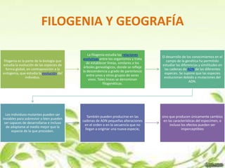 FILOGENIA Y GEOGRAFÍA

                                                La filogenia estudia las relaciones
                                                                                      El desarrollo de los conocimientos en el
                                            evolutivas entre los organismos y trata
 filogenia es la parte de la biología que                                                campo de la genética ha permitido
                                              de establecer líneas, similares a los
estudia la evolución de las especies de                                               estudiar las diferencias y similitudes en
                                            árboles genealógicos, donde se refleje
   forma global, en contraposición a la                                                las cadenas de ADN de las diferentes
                                            la descendencia y grado de parentesco
ontogenia, que estudia la evolución del                                                especies. Se supone que las especies
                                               entre unos y otros grupos de seres
                 individuo.                                                            evolucionan debido a mutaciones del
                                                vivos. Tales líneas se denominan
                                                                                                        ADN.
                                                           filogenéticas.




  Los individuos mutantes pueden ser
                                               También pueden producirse en las       sino que producen únicamente cambios
inviables para sobrevivir o bien pueden
                                            cadenas de ADN pequeñas alteraciones       en las características del especimen, o
 ser capaces de desarrollarse e incluso
                                             en el orden o en la secuencia que no          incluso los efectos pueden ser
  de adaptarse al medio mejor que la
                                              llegan a originar una nueva especie,                 imperceptibles
      especie de la que proceden.
 
