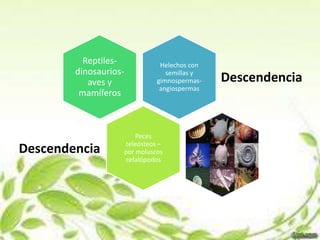 Reptiles-           Helechos con
        dinosaurios-            semillas y
           aves y            gimnospermas-   Descendencia
                              angiospermas
         mamíferos



                       Peces
                   teleósteos –
Descendencia       por moluscos
                   cefalópodos
 