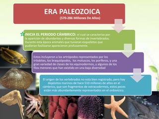 ERA PALEOZOICA
                          (570-286 Millones De Años)



INICIA EL PERIODO CÁMBRICO: el cual se caracteriza por
la aparición de abundantes y diversas formas de invertebrados.
Durante esta época animales que tuvieran esqueletos que
pudieran fosilizarse aparecieron profusamente.


      Estos incluyeron a los artrópodos representados por los
      trilobites, los braquiópodos, los moluscos, los poríferos, y una
      gran variedad de clases de los equinodermos, y algunos de los
      filos menores que han existido en una baja diversidad


            El origen de los vertebrados no esta bien registrado, pero hay
                depósitos marinos de hace 510 millones de años en el
            cámbrico, que son fragmentos de ostracodermos, estos peces
             están más abundantemente representados en el ordovícico.
 