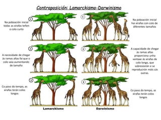 Na poboación inicial
todas as xirafas teñen
o colo curto
Na poboación inicial
hai xirafas con colo de
diferentes tamaños
A necesidade de chegar
ás ramas altas fai que o
colo vaia aumentando
de tamaño
A capacidade de chegar
ás ramas altas
proporciona unha
vantaxe ás xirafas de
colo longo, que
sobrevivirán e se
reproducirán máis cás
outras.
Co paso do tempo, as
xirafas terán colos
longos
Co paso do tempo, as
xirafas terán colos
longos
Contraposición: Lamarckismo-Darwinismo
 
