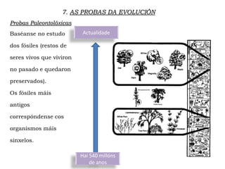 7. AS PROBAS DA EVOLUCIÓN
Probas Paleontolóxicas
Baséanse no estudo
dos fósiles (restos de
seres vivos que viviron
no pasado e quedaron
preservados).
Os fósiles máis
antigos
correspóndense cos
organismos máis
sinxelos.
Actualidade
Hai 540 millóns
de anos
 