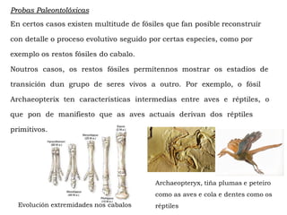 Probas Paleontolóxicas
En certos casos existen multitude de fósiles que fan posible reconstruír
con detalle o proceso evolutivo seguido por certas especies, como por
exemplo os restos fósiles do cabalo.
Noutros casos, os restos fósiles permítennos mostrar os estadíos de
transición dun grupo de seres vivos a outro. Por exemplo, o fósil
Archaeopterix ten características intermedias entre aves e réptiles, o
que pon de manifiesto que as aves actuais derivan dos réptiles
primitivos.
Evolución extremidades nos cabalos
Archaeopteryx, tiña plumas e peteiro
como as aves e cola e dentes como os
réptiles
 