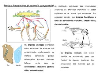 As similitudes estruturais das extremidades
anteriores de diferentes mamíferos só poden
explicarse se se asume que descenden dun
antecesor común. Son órganos homólogos e
fálase de diverxencia adaptativa. (mesma orixe,
distinta función)
Os órganos análogos demostran
como estruturas de especies non
emparentadas evolucionaron de
maneira semellante porque
desempeñan funcións similares.
Falamos neste caso de
converxencia adaptativa. (distinta
orixe, mesma función)
Os órganos vestixiais non teñen
función na actualidade, pero son
“restos” de órganos funcionais dos
antepasados das especies que os
presentan.
Probas Anatómicas (Anatomía comparada)
 