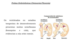 Os vertebrados en estadíos
temperáns de desenvolvemento
presentan moitas semellanzas
(branquias e cola), que
evidencian a súa orixe común.
Probas Embriolóxicas (Ontoxenia-Filoxenia)
 
