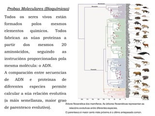 Todos os seres vivos están
formados polos mesmos
elementos químicos. Todos
fabrican as súas proteínas a
partir dos mesmos 20
aminoácidos, seguindo as
instrucións proporcionadas pola
mesma molécula: o ADN.
A comparación entre secuencias
de ADN e proteínas de
diferentes especies permite
calcular a súa relación evolutiva
(a máis semellanza, maior grao
de parentesco evolutivo).
Árbore filoxenética dos mamíferos. As árbores filoxenéticas representan as
relacións evolutivas entre diferentes especies.
O parentesco é maior canto máis próximo é o último antepasado común.
Probas Moleculares (Bioquímicas)
 