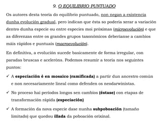 Os autores desta teoría do equilibrio puntuado, non negan a existencia
dunha evolución gradual, pero indican que ésta so podería xerar a variación
dentro dunha especie ou entre especies moi próximas (microevolución) e que
as diferenzas entre os grandes grupos taxonómicos deberíanse a cambios
máis rápidos e puntuais (macroevolución).
En definitiva, a evolución sucede basicamente de forma irregular, con
paradas bruscas e aceleróns. Podemos resumir a teoría nos seguintes
puntos:
 A especiación é en mosaico (ramificada) a partir dun ancestro común
e non necesariamente lineal como defenden os neodarwinistas.
 No proceso hai períodos longos sen cambios (éstase) con etapas de
transformación rápida (especiación)
 A formación da nova especie dase nunha subpoboación (tamaño
limitado) que quedou illada da poboación orixinal.
9. O EQUILIBRIO PUNTUADO
 