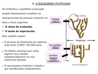 Cambios
graduales
Sen cambios
éstase
Cambios
bruscos
Cladoxénese
Este modelo supón:
 O proceso de formación de especies
está entre 5.000 e 50.000 anos .
 Os fósiles mostran que unha
especie non cambia
substancialmente na súa
existencia (éstase)
 O mecanismo evolutivo é rápido e
por ramificación (cladoxénese)
9. O EQUILIBRIO PUNTUADO
En definitiva o equilibrio puntuado
propón basicamente cambios na
interpretación do proceso evolutivo en
base a dous aspectos:
 O ritmo da evolución.
 O modo de especiación.
 