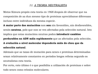 11. A TEORIA NEUTRALISTA
Motoo Kimura propón esta teoría en 1968 despois de observar que na
composición de aa dun mesmo tipo de proteínas apreciábanse diferenzas
incluso entre individuos da mesma especie.
A maior parte das mutacións non son nin favorables, nin desfavorables,
senón neutras, polo que non se ven afectadas pola selección natural. Isto
implica que estas mutacións neutras poden introducir cambios
perdurables no ADN máis rapidamente que as afectadas pola selección.
A evolución a nivel molecular dependería máis do chou que da
selección natural.
Ademais que as taxas de mutación para xenes e proteínas determinadas
sexan relativamente constantes en períodos longos reforza segundo os
neutralistas esta teoría.
Por certo, esto último é o que posibilita a utilización de proteínas e sobre
todo xenes como reloxios moleculares.
 