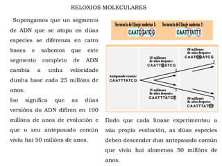 Supongamos que un segmento
de ADN que se atopa en dúas
especies se diferenza en catro
bases e sabemos que este
segmento completo de ADN
cambia a unha velocidade
dunha base cada 25 millóns de
anos.
Iso significa que as dúas
versións do ADN difiren en 100
millóns de anos de evolución e
que o seu antepasado común
vivíu hai 50 millóns de anos.
Dado que cada linaxe experimentou a
súa propia evolución, as dúas especies
deben descender dun antepasado común
que vivíu hai alomenos 50 millóns de
anos.
RELOXIOS MOLECULARES
 
