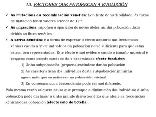 13. FACTORES QUE FAVORECEN A EVOLUCIÓN
 As mutacións e a recombinación xenética: Son fonte de variabilidade. As taxas
de mutación teñen valores arredor de 10-5.
 As migracións: supoñen a aparición de novos alelos nunha poboación dada
debido ao fluxo xenético.
 A deriva xénética: é a forma de expresar o efecto aleatorio nas frecuencias
xénicas cando o nº de individuos da poboación non é suficiente para que estas
estean ben representadas. Este efecto é moi evidente cando o tamaño muestral é
pequeno como sucede cando se da o denominado efecto fundador:
1) Unha subpoboación (pequena) escíndese dunha poboación
2) As características dos individuos desta subpoboación influirán
agora máis que se estivesen na poboación orixinal.
3) En consecuencia a descendencia pode ser moi diferente.
Pola mesma razón calquera causa que provoque a diminución dos individuos dunha
poboación pode dar lugar a unha grande deriva xenética que afecte as frecuencias
xénicas desa poboación (efecto colo de botella).
 