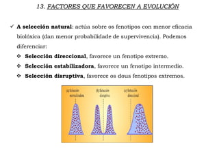 13. FACTORES QUE FAVORECEN A EVOLUCIÓN
 A selección natural: actúa sobre os fenotipos con menor eficacia
biolóxica (dan menor probabilidade de supervivencia). Podemos
diferenciar:
 Selección direccional, favorece un fenotipo extremo.
 Selección estabilizadora, favorece un fenotipo intermedio.
 Selección disruptiva, favorece os dous fenotipos extremos.
 