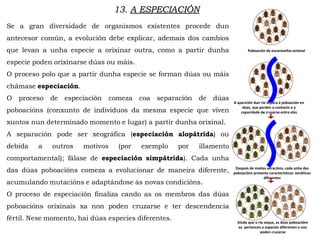 Se a gran diversidade de organismos existentes procede dun
antecesor común, a evolución debe explicar, ademais dos cambios
que levan a unha especie a orixinar outra, como a partir dunha
especie poden orixinarse dúas ou máis.
O proceso polo que a partir dunha especie se forman dúas ou máis
chámase especiación.
O proceso de especiación comeza coa separación de dúas
poboacións (conxunto de individuos da mesma especie que viven
xuntos nun determinado momento e lugar) a partir dunha orixinal.
A separación pode ser xeográfica (especiación alopátrida) ou
debida a outros motivos (por exemplo por illamento
comportamental); fálase de especiación simpátrida). Cada unha
das dúas poboacións comeza a evolucionar de maneira diferente,
acumulando mutacións e adaptándose ás novas condicións.
O proceso de especiación finaliza cando as os membros das dúas
poboacións orixinais xa non poden cruzarse e ter descendencia
fértil. Nese momento, hai dúas especies diferentes.
Poboación de escaravellos orixinal
A aparición dun río separa á poboación en
dúas, que perden o contacto e a
capacidade de cruzarse entre elas
Despois de moitas xeracións, cada unha das
poboacións presenta características xenéticas
diferentes
Aínda que o río seque, as dúas poboacións
xa pertencen a especies diferentes e non
poden cruzarse
13. A ESPECIACIÓN
 