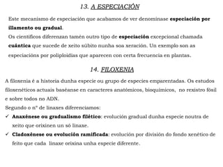 13. A ESPECIACIÓN
Este mecanismo de especiación que acabamos de ver denomínase especiación por
illamento ou gradual.
Os científicos diferenzan tamén outro tipo de especiación excepcional chamada
cuántica que sucede de xeito súbito nunha soa xeración. Un exemplo son as
especiacións por poliploidías que aparecen con certa frecuencia en plantas.
14. FILOXENIA
A filoxenia é a historia dunha especie ou grupo de especies emparentadas. Os estudos
filoxenéticos actuais baséanse en caracteres anatómicos, bioquímicos, no rexistro fósil
e sobre todos no ADN.
Segundo o nº de linaxes diferenciamos:
 Anaxénese ou gradualismo filético: evolución gradual dunha especie noutra de
xeito que orixinen un só linaxe.
 Cladoxénese ou evolución ramificada: evolución por división do fondo xenético de
feito que cada linaxe orixina unha especie diferente.
 