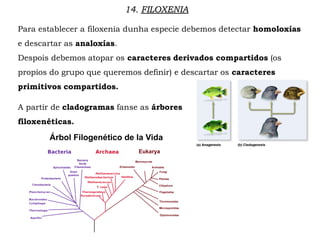 14. FILOXENIA
Para establecer a filoxenia dunha especie debemos detectar homoloxías
e descartar as analoxías.
Despois debemos atopar os caracteres derivados compartidos (os
propios do grupo que queremos definir) e descartar os caracteres
primitivos compartidos.
A partir de cladogramas fanse as árbores
filoxenéticas.
 