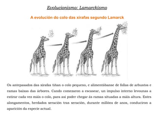 A evolución do colo das xirafas segundo Lamarck
Os antepasados das xirafas tiñan o colo pequeno, e alimentábanse de follas de arbustos e
ramas baixas das árbores. Cando comezaron a escasear, un impulso interno levounas a
estirar cada vez máis o colo, para así poder chegar ás ramas situadas a máis altura. Estes
alongamentos, herdados xeración tras xeración, durante millóns de anos, conduciron a
aparición da especie actual.
Evolucionismo: Lamarckismo
 