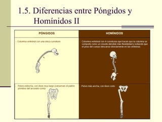1.5. Diferencias entre Póngidos y Homínidos II 