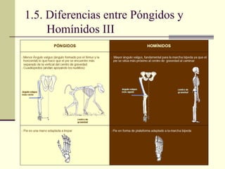 1.5. Diferencias entre Póngidos y Homínidos III 