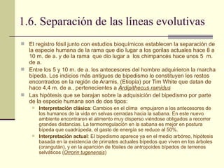 1.6. Separación de las líneas evolutivas El registro fósil junto con estudios bioquímicos establecen la separación de la especie humana de la rama que dio lugar a los gorilas actuales hace 8 a 10 m. de a. y de la rama  que dio lugar a  los chimpancés hace unos 5  m. de a.  Entre los 5 y 10 m. de a. los antecesores del hombre adquirieron la marcha bípeda. Los indicios más antiguos de bipedismo lo constituyen los restos encontrados en la región de Aramis, (Etiopia) por Tim White que datan de hace 4,4 m. de a., pertenecientes a  Ardipithecus ramidus Las hipótesis que se barajan sobre la adquisición del bipedismo por parte de la especie humana son de dos tipos: Interpretación clásica : Cambios en el clima  empujaron a los antecesores de los humanos de la vida en selvas cerradas hacia la sabana. En este nuevo ambiente encontraron el alimento muy disperso viéndose obligados a recorrer grandes distancias. La termorregulación en la sabana es mejor en postura bípeda que cuadrúpeda, el gasto de energía se reduce al 50%. Interpretación actual : El bipedismo aparece ya en el medio arbóreo, hipótesis basada en la existencia de primates actuales bípedos que viven en los árboles (orangután), y en la aparición de fósiles de antropoides bípedos de terrenos selváticos ( Orrorin tugenensis ) 