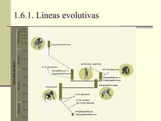 1.6.1. Líneas evolutivas  