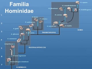 Familia Hominidae 