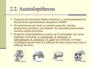 2.2. Australopithecus Conjunto de homínidos fósiles anteriores  o contemporáneos de los primeros representantes del género HOMO.  Se caracterizan por tener un cerebro pequeño, dientes postcaninos grandes y ser bípedos. Su esqueleto postcraneal muestra rasgos primitivos.  El género  Australopithecus  cuenta, en la actualidad, con cinco especies conocidas:  A. anamensis ,  A. afarensis ,  A. bahrelghazali ,  A. africanus  y  A. garhi   que abarcan un rango cronológico desde hace 4,2 millones de años hasta hace unos 2 millones de años. 