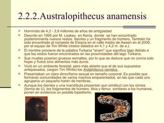 2.2.2.Australopithecus anamensis Homínido de 4,2 - 3,9 millones de años de antigüedad  Descrito en 1995 por M. Leakey  en Kenia, donde  se han encontrado posteriormente nuevos restos: dientes y un fragmento de húmero. También ha sido encontrado al noroeste de Etiopía en el valle medio de Awash en el 2006, por el equipo de Tim White (restos datados en 4,1 y 4,2 m. de a.).  El nombre proviene de la palabra Turkana "anam" que significa lago debido a que los restos fueron encontrados en las proximidades del lago Turkana. Sus muelas poseían gruesos esmaltes, por lo que se deduce que no comía solo hojas y frutos sino alimentos más duros.  Vivió en un ambiente forestal, pero más abierto que el de sus supuestos antepasados, (según Tim White) los  Ardiphitecus ramidus  . Presentaban un claro dimorfismo sexual en tamaño corporal. Es posible que formaran comunidades de varios machos emparentados, en las que cada uno agruparía un pequeño harén de hembras. Aunque los dientes y una mandíbula presentan aun similitud con los simios (forma de U), los fragmentos de húmero, tibia y fémur, similares a los humanos, ponen en evidencia un posible bipedismo. 