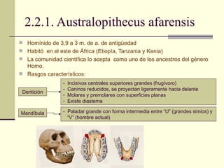 2.2.1. Australopithecus afarensis Homínido de 3,9 a 3 m. de a. de antigüedad Habitó  en el este de África (Etiopía, Tanzania y Kenia) La comunidad científica lo acepta  como uno de los ancestros del género Homo.  Rasgos característicos: Dentición -  Incisivos centrales superiores grandes (frugívoro) -  Caninos reducidos, se proyectan ligeramente hacia delante  Molares y premolares con superficies planas Existe diastema  Mandíbula -  Paladar grande con forma intermedia entre “U” (grandes simios) y  “ V” (hombre actual) 