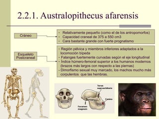 2.2.1. Australopithecus afarensis Relativamente pequeño (como el de los antropomorfos) Capacidad craneal de 375 a 550 cm3 Cara bastante grande con fuerte prognatismo Cráneo Esqueleto Postcraneal Región pélvica y miembros inferiores adaptados a la  locomoción bípeda Falanges fuertemente curvadas según el eje longitudinal Índice húmero-femoral superior a los humanos modernos  (brazos más largos con respecto a las piernas) - Dimorfismo sexual muy marcado, los machos mucho más  corpulentos  que las hembras.  