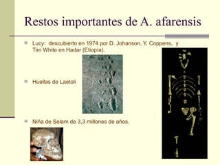 Restos importantes de A. afarensis Lucy:  descubierto en 1974 por D. Johanson, Y. Coppens,  y Tim White en Hadar (Etiopía).  Huellas de Laetoli  Niña de Selam de 3,3 millones de años.  