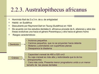 2.2.3. Australopithecus africanus Homínido fósil de 2 a 3 m. de a. de antigüedad Habitó  en Sudáfrica Descubierto por Raymond Dart en Taung (Sudáfrica) en 1924 De acuerdo con los estudios dentales A. africanus procede de A. afarensis y abre dos líneas evolutivas una hacia el género Parantropus y otra hacia el género homo Rasgos característicos: Dentición Incisivos pequeños Caninos pequeños, que no se proyectan hacia delante  Molares y premolares con superficies planas Desaparece la diastema  Cráneo Capacidad craneal de 480 a 520 cm3 Su caja craneal es más alta y redondeada que la de los antropomorfos Cara más corta. Presenta menor prognatismo unido a un menor  tamaño de  las piezas dentales 