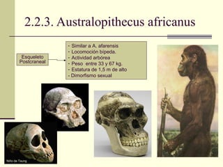 2.2.3. Australopithecus africanus Similar a A. afarensis Locomoción bípeda. Actividad arbórea Peso  entre 33 y 67 kg. Estatura de 1,5 m de alto - Dimorfismo sexual Esqueleto Postcraneal Niño de Taung   