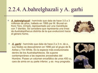 2.2.4. A.bahrelghazali y A. garhi A. bahrelghazali  : homínido que data de hace 3,5 a 3 millones de años, hallado en 1995 por M. Brunet en Koro Toro, (Chad), representado por una mandíbula con 7 dientes. Se considera que representa una línea de Australopithecus distinta de la que evolucionó hacia el género homo. A. garhi  : homínido que data de hace 2 a 3 m. de a.,  sus fósiles se descubrieron en 1996 por el grupo de B. Asfaw y Tim White. Es la especie más evolucionada dentro de los Australophitecos. Se supone contemporáneo a las especies ancestrales del Hombre. Posee un volumen encefálico de unos 450 cc, cara de simio en su parte inferior, y es  muy prognata. 