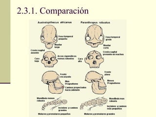 2.3.1. Comparación 